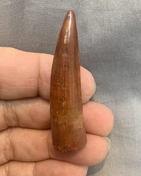 Spinosaurus tooth0804 front 600x750