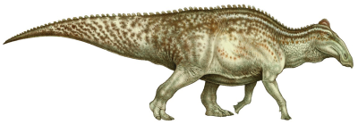 Hadrosaur - Edmontosaurus