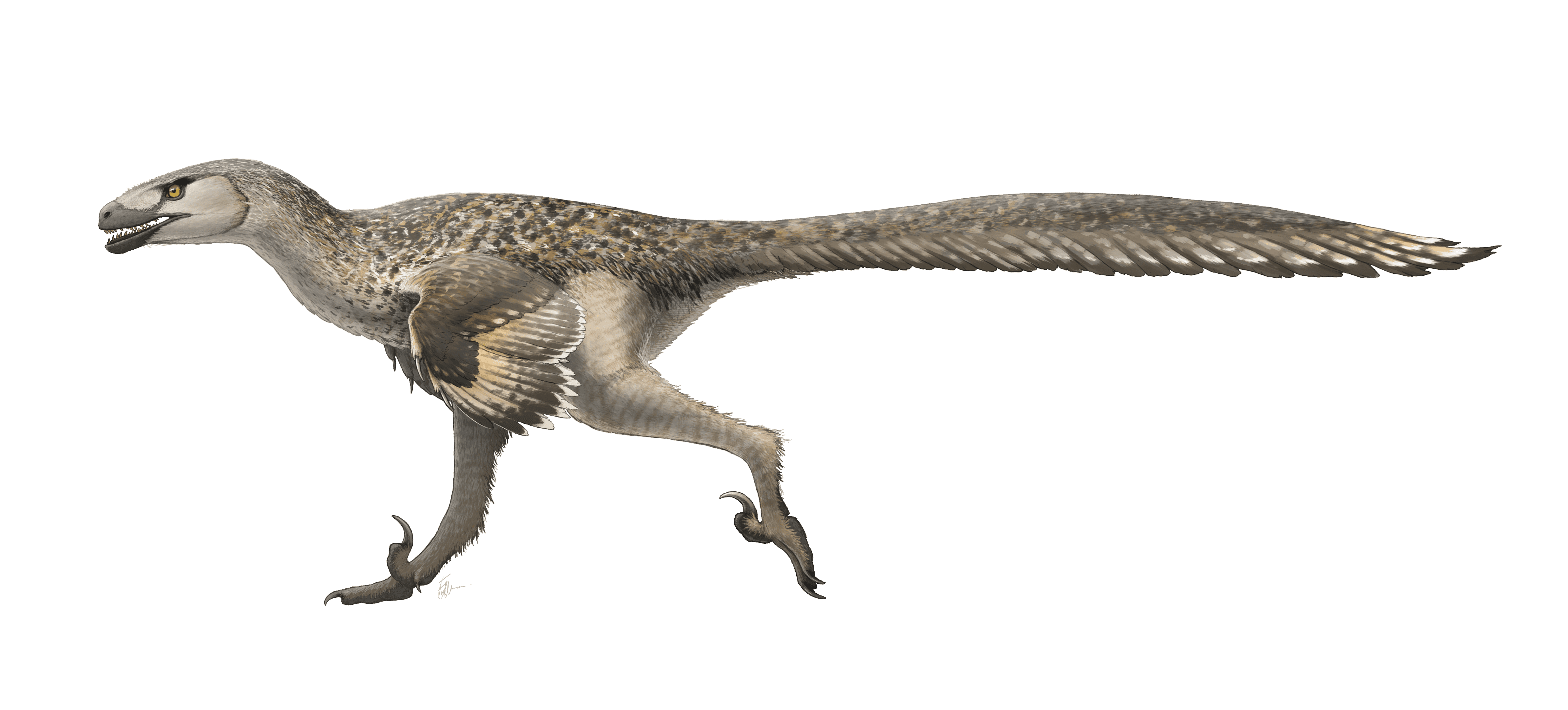 Raptor Dromaeosaurus family