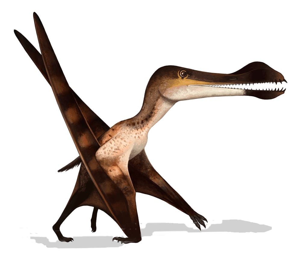 coloborhynchus