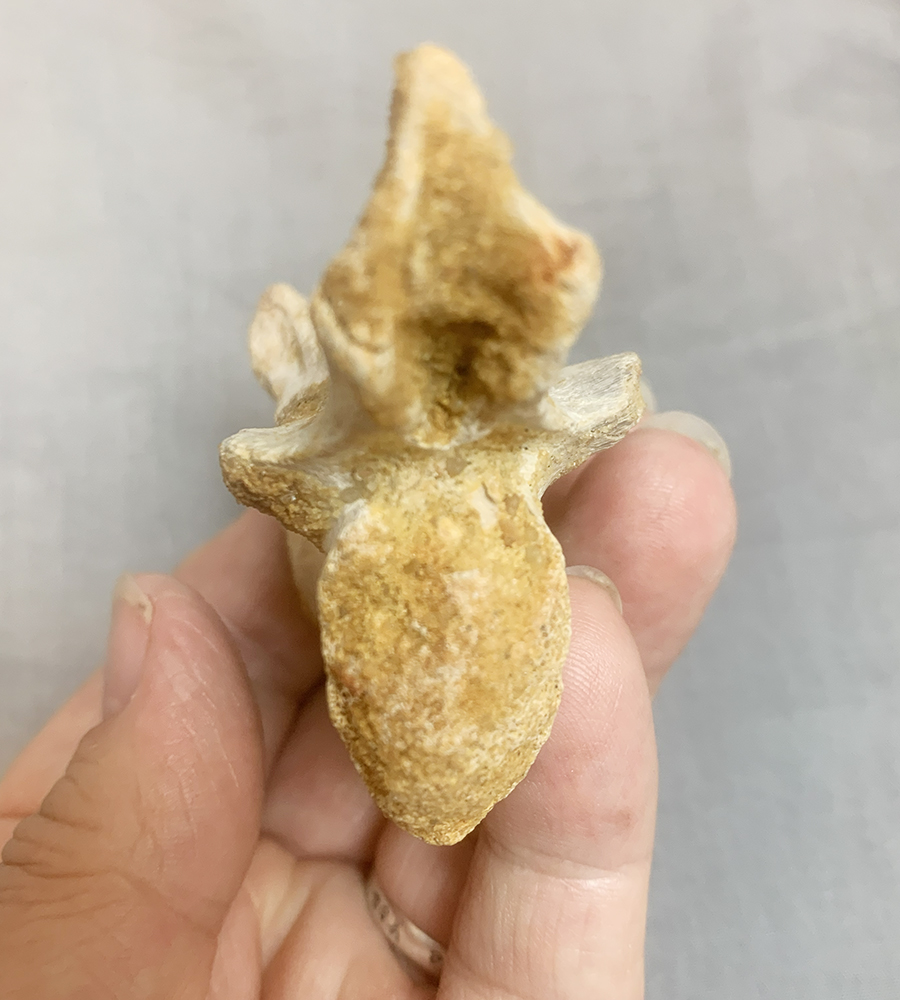 Authentic Carcharodontosaurus Caudal Vertebra Image 6