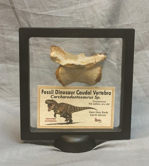 Dinosaur Tail Vertebra