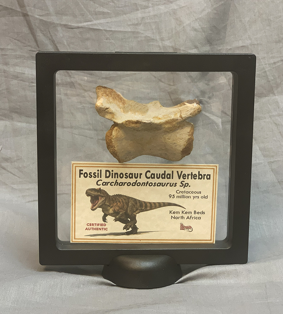 Dinosaur Tail Vertebra