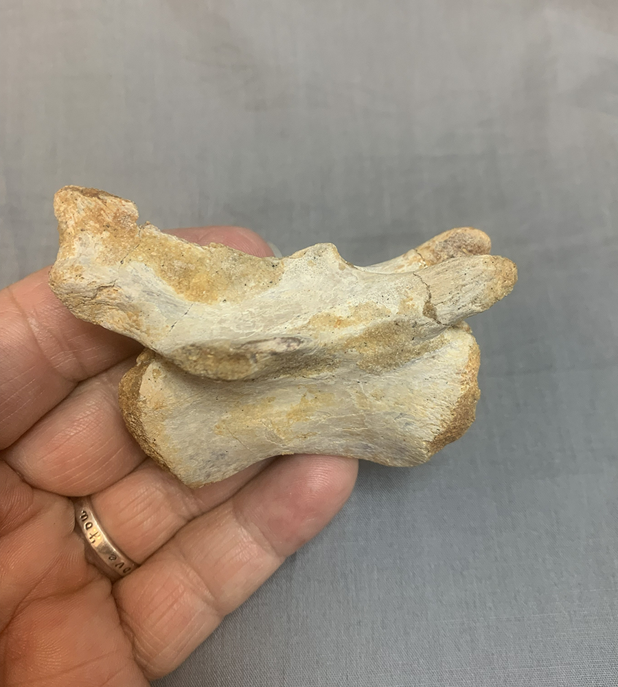 Authentic Carcharodontosaurus Caudal Vertebra Image 5