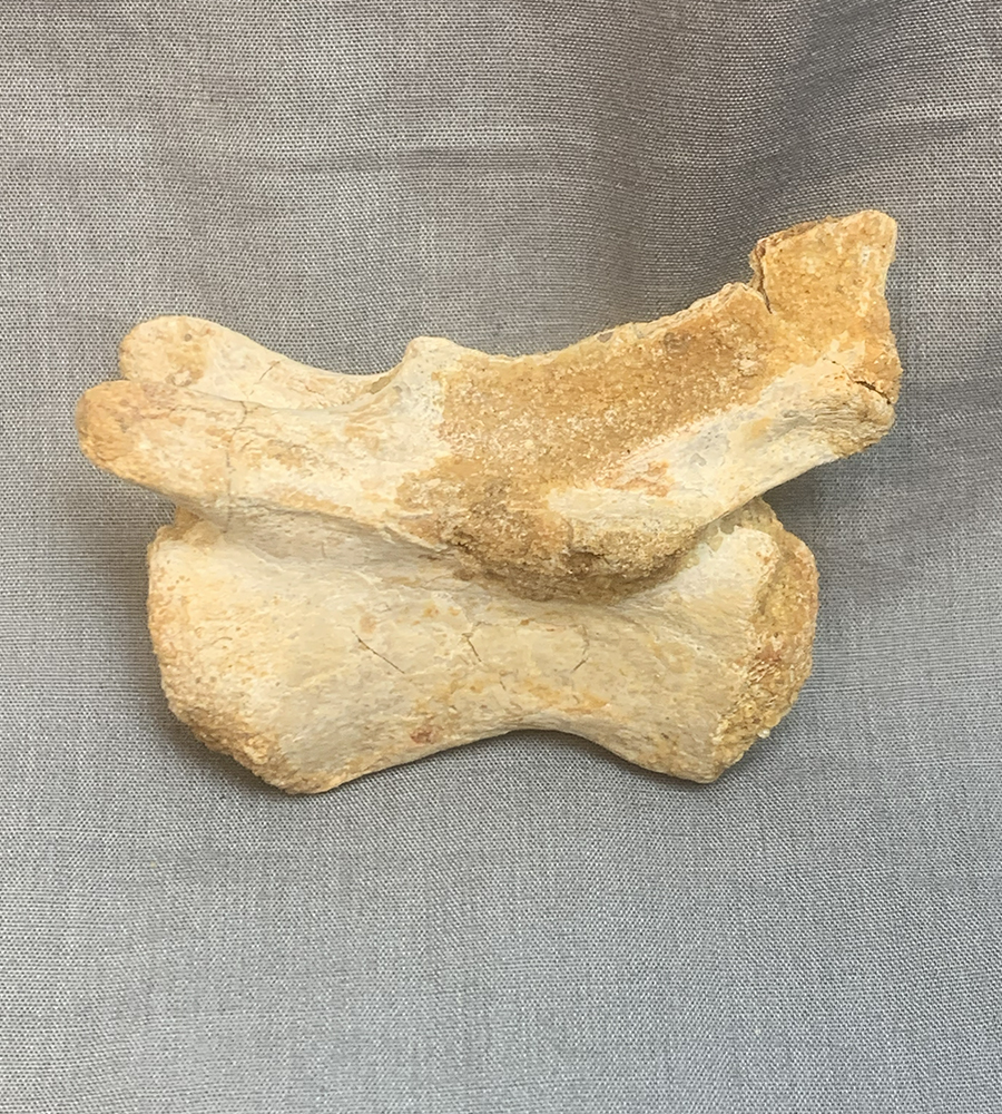 Authentic Carcharodontosaurus Caudal Vertebra Image 4