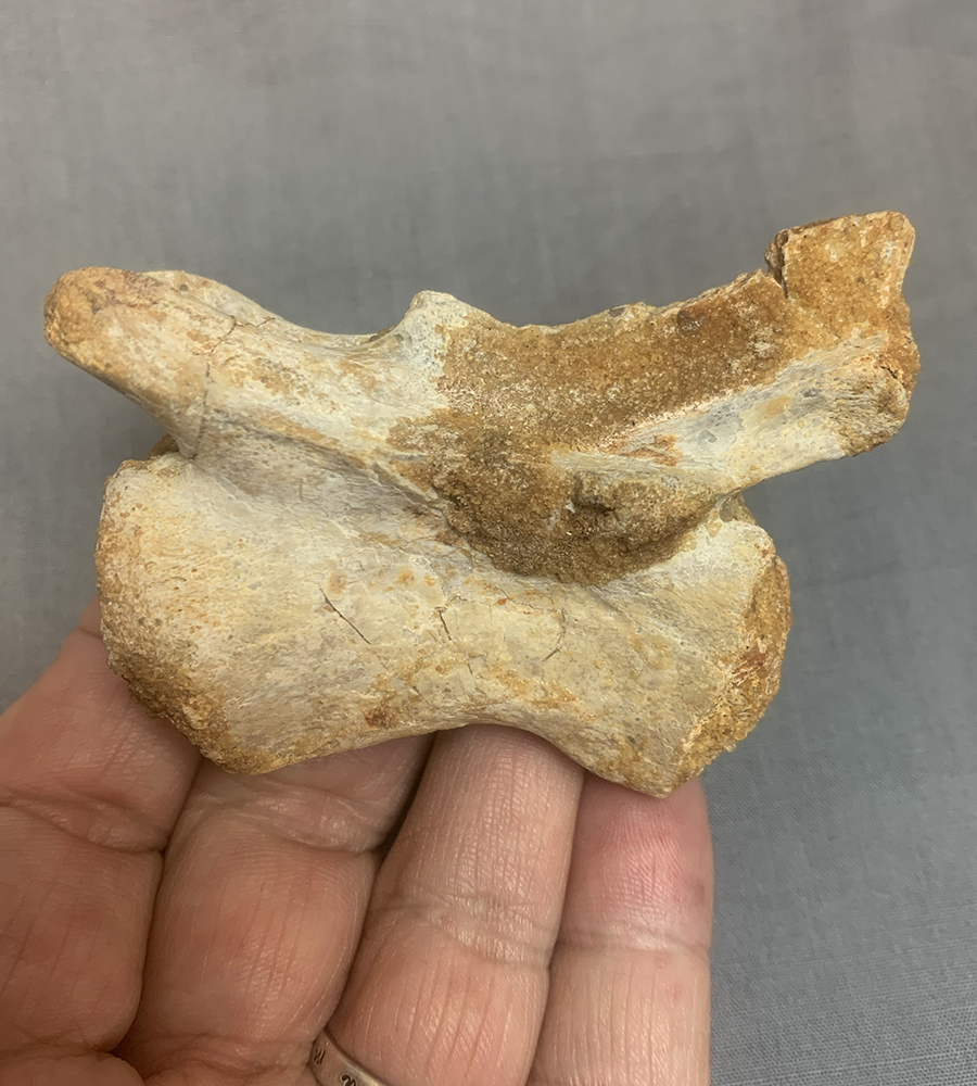 Authentic Carcharodontosaurus Caudal Vertebra Image 3