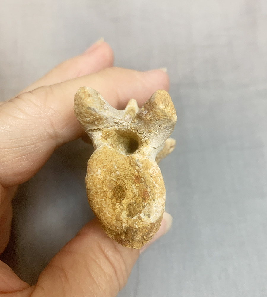 Authentic Carcharodontosaurus Caudal Vertebra Image 2