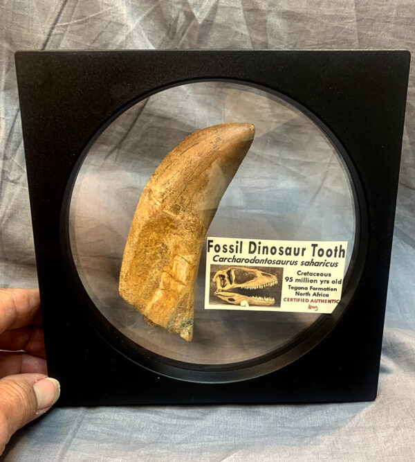 Rooted Carcharodontosaurus Tooth
