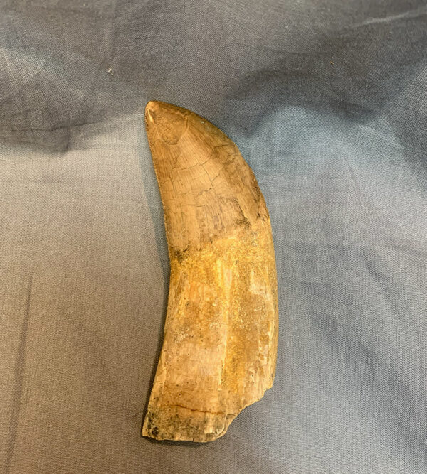 Carcharodontosaurus Tooth Root rear 600x667