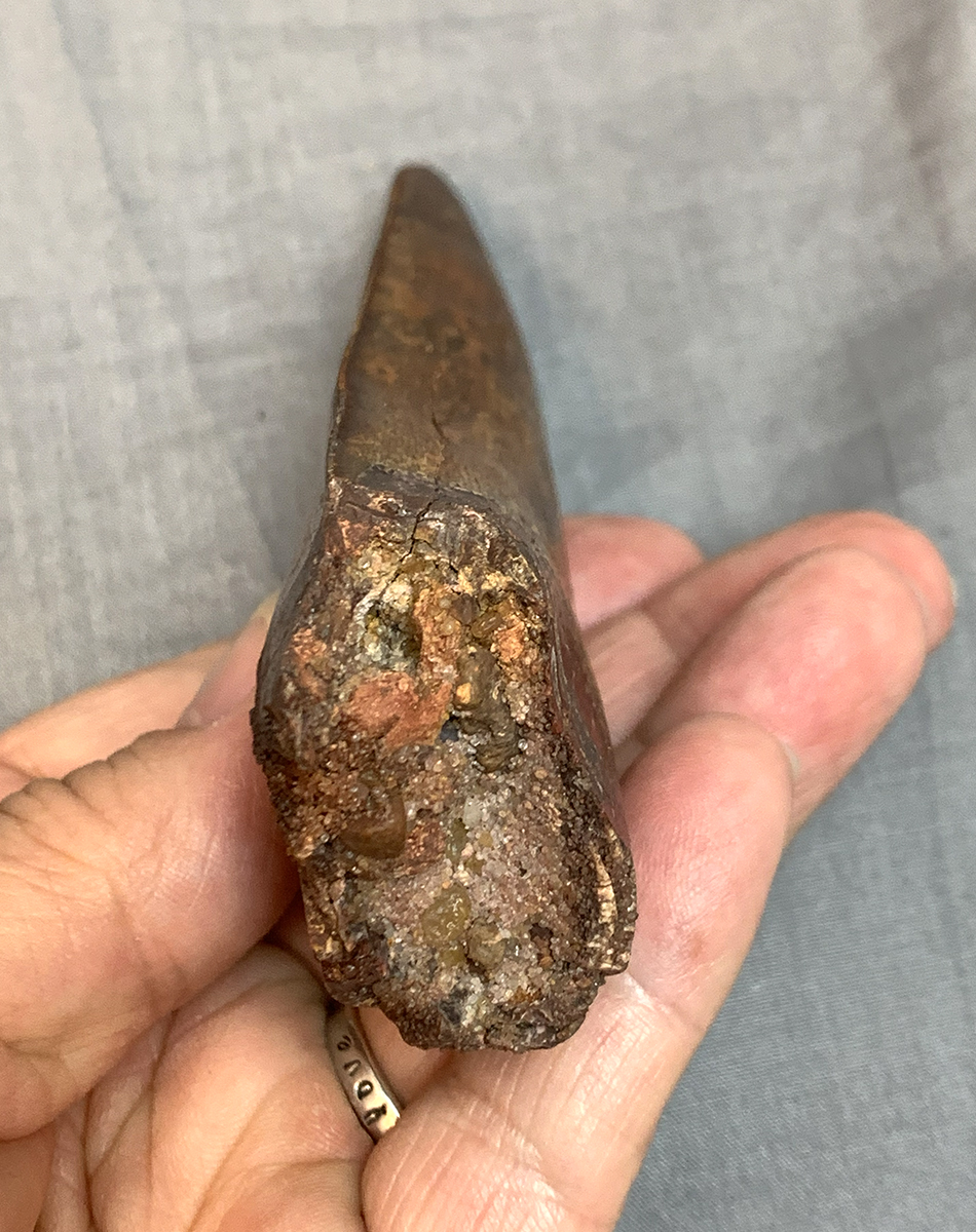 Authentic Carcharodontosaurus Tooth #46 Image 3