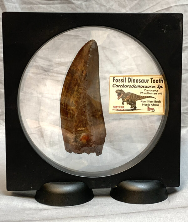 HUGE CARCHARODONTOSAURUS TOOTH