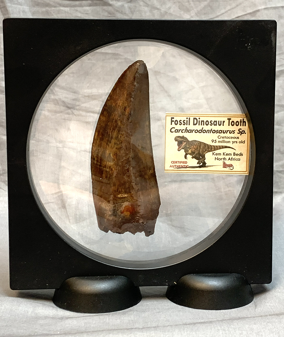 HUGE CARCHARODONTOSAURUS TOOTH