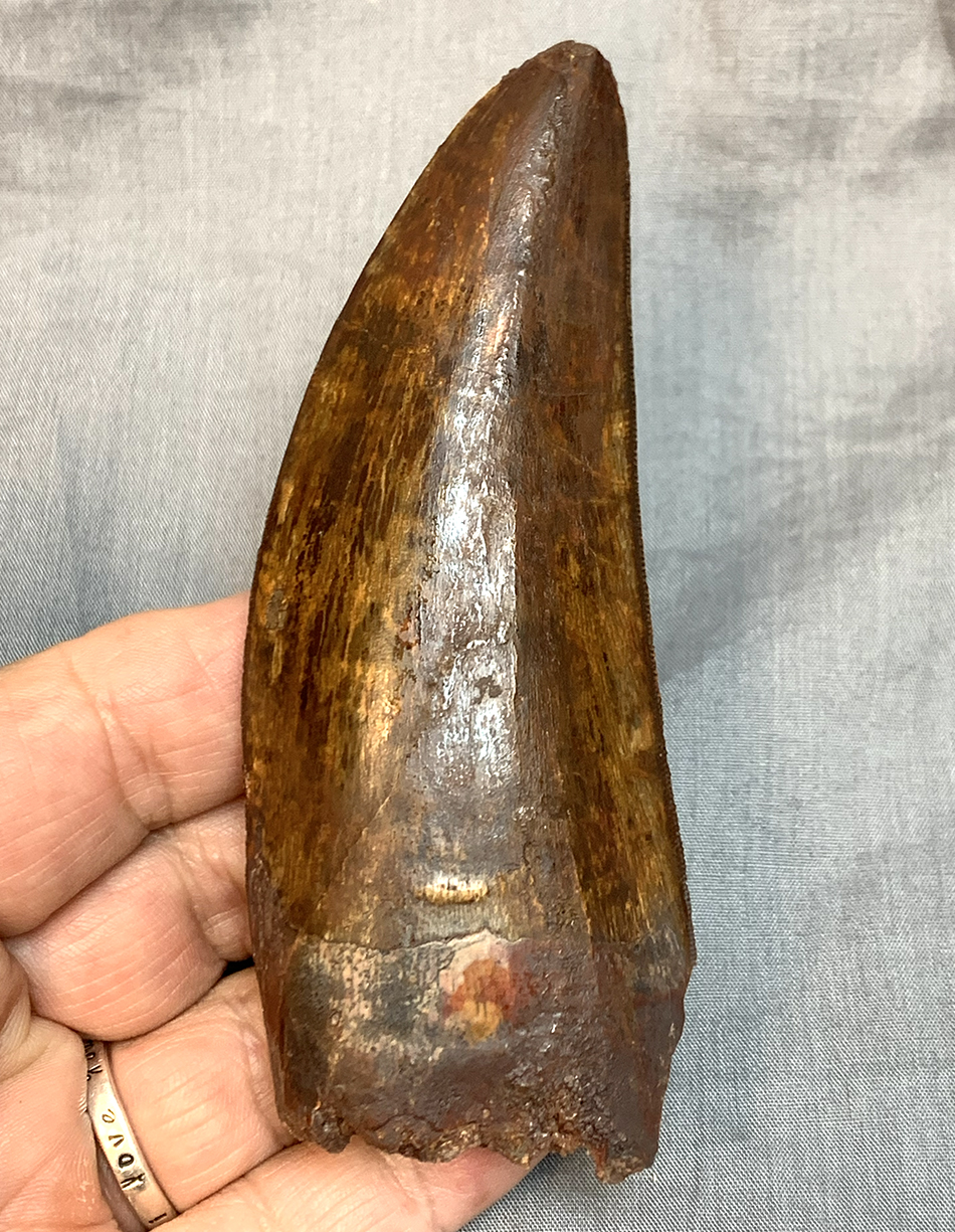 Authentic Carcharodontosaurus Tooth #46 Image 6