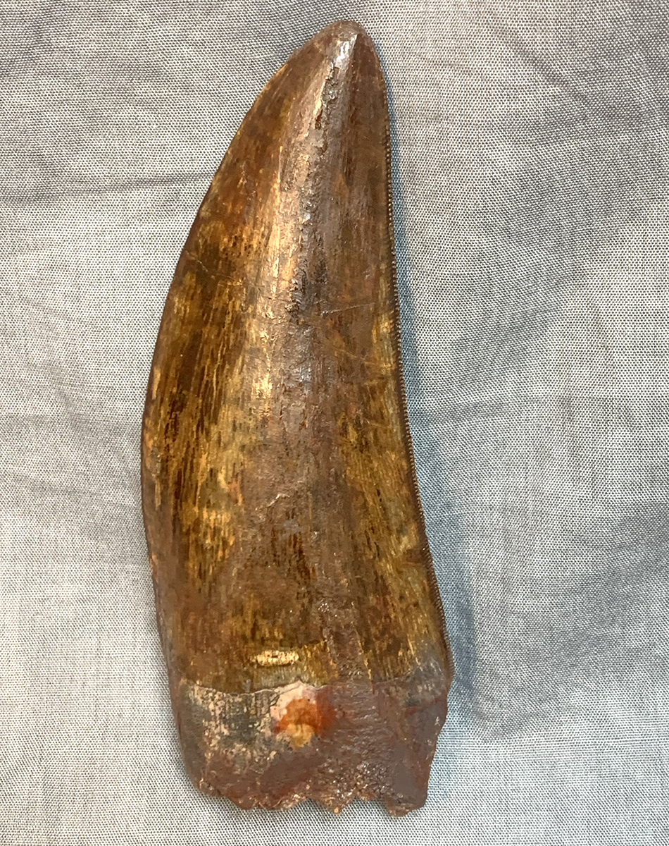 Authentic Carcharodontosaurus Tooth #46 Image 5