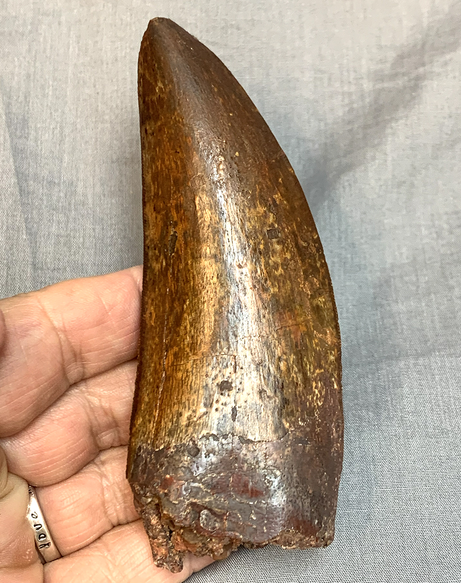 Authentic Carcharodontosaurus Tooth #46 Image 4