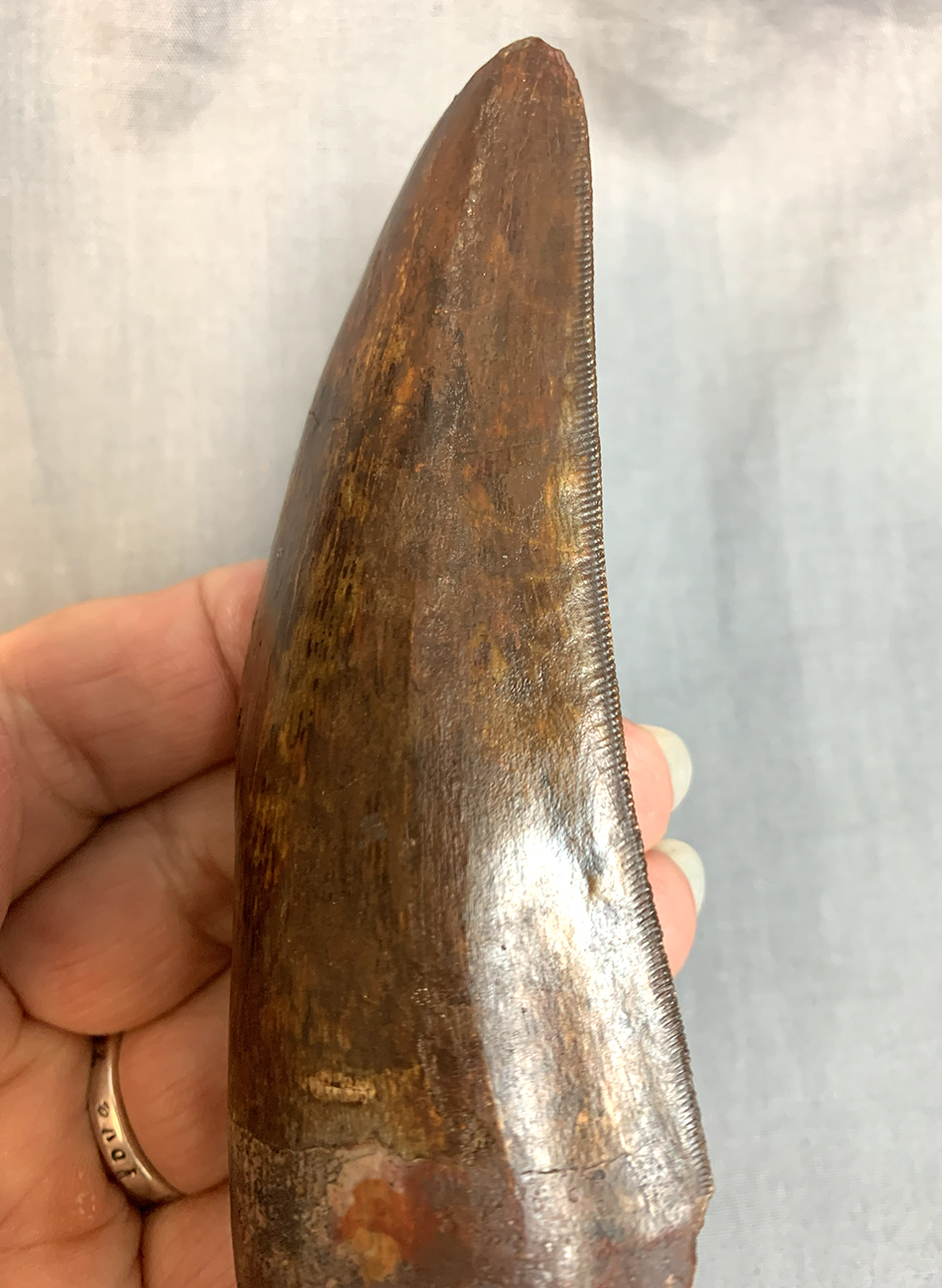Authentic Carcharodontosaurus Tooth #46 Image 2