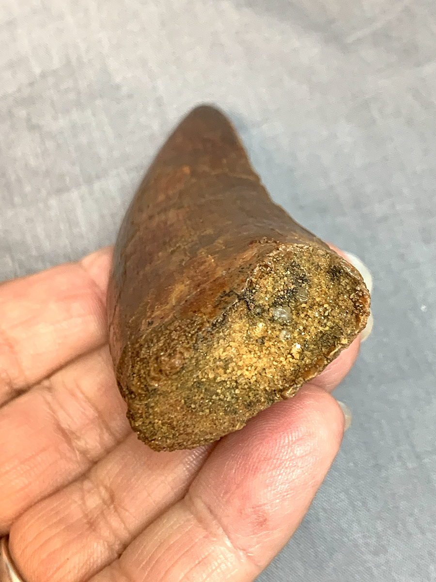 Authentic Carcharodontosaurus Tooth #47 Image 3