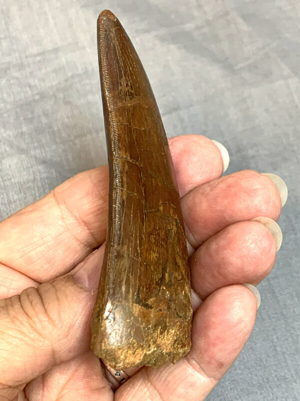 Carcharodontosaurus Tooth47 Serrations 600x800