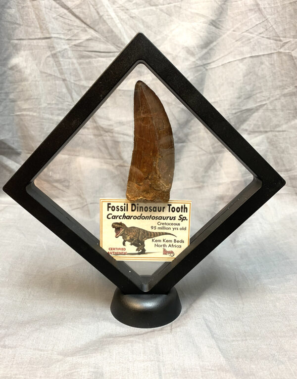 Authentic Carcharodontosaurus Tooth #47