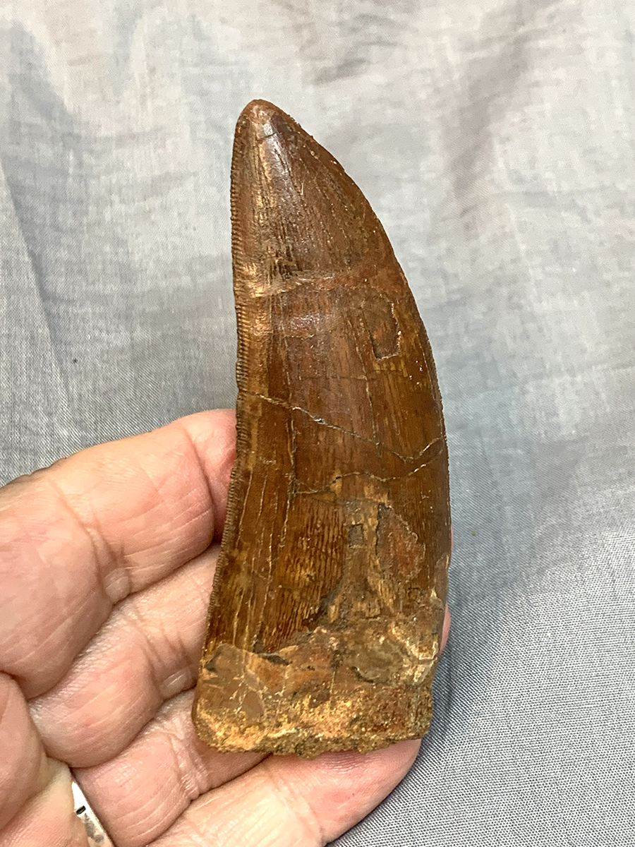 Authentic Carcharodontosaurus Tooth #47 Image 6