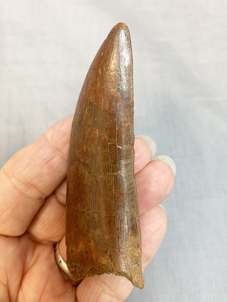 Authentic Carcharodontosaurus Tooth #47 Image 5