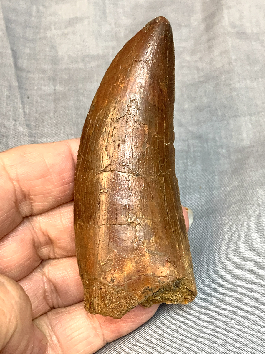 Authentic Carcharodontosaurus Tooth #47 Image 4