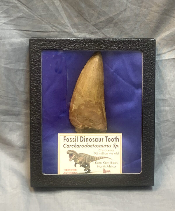 Huge Carcharodontosaurus Tooth
