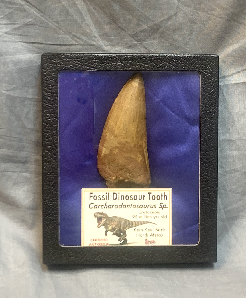 Huge Carcharodontosaurus Tooth