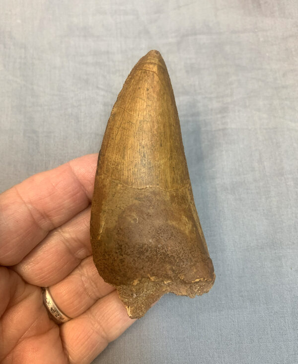Carcharodontosaurus Tooth48 Front 600x733