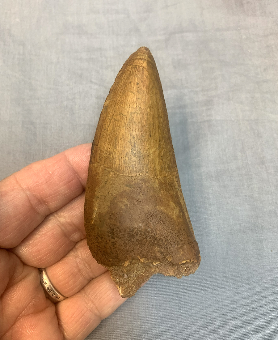 Authentic Carcharodontosaurus Tooth #48 Image 2