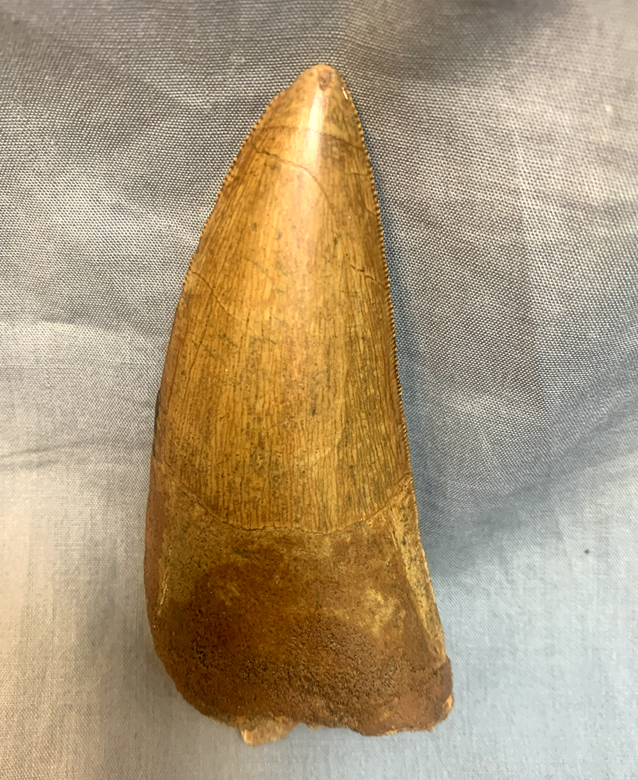 Authentic Carcharodontosaurus Tooth #48 Image 5