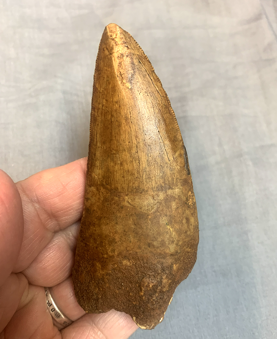 Authentic Carcharodontosaurus Tooth #48 Image 4