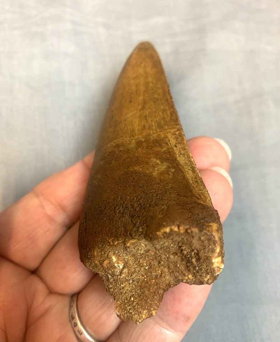 Authentic Carcharodontosaurus Tooth #48 Image 3