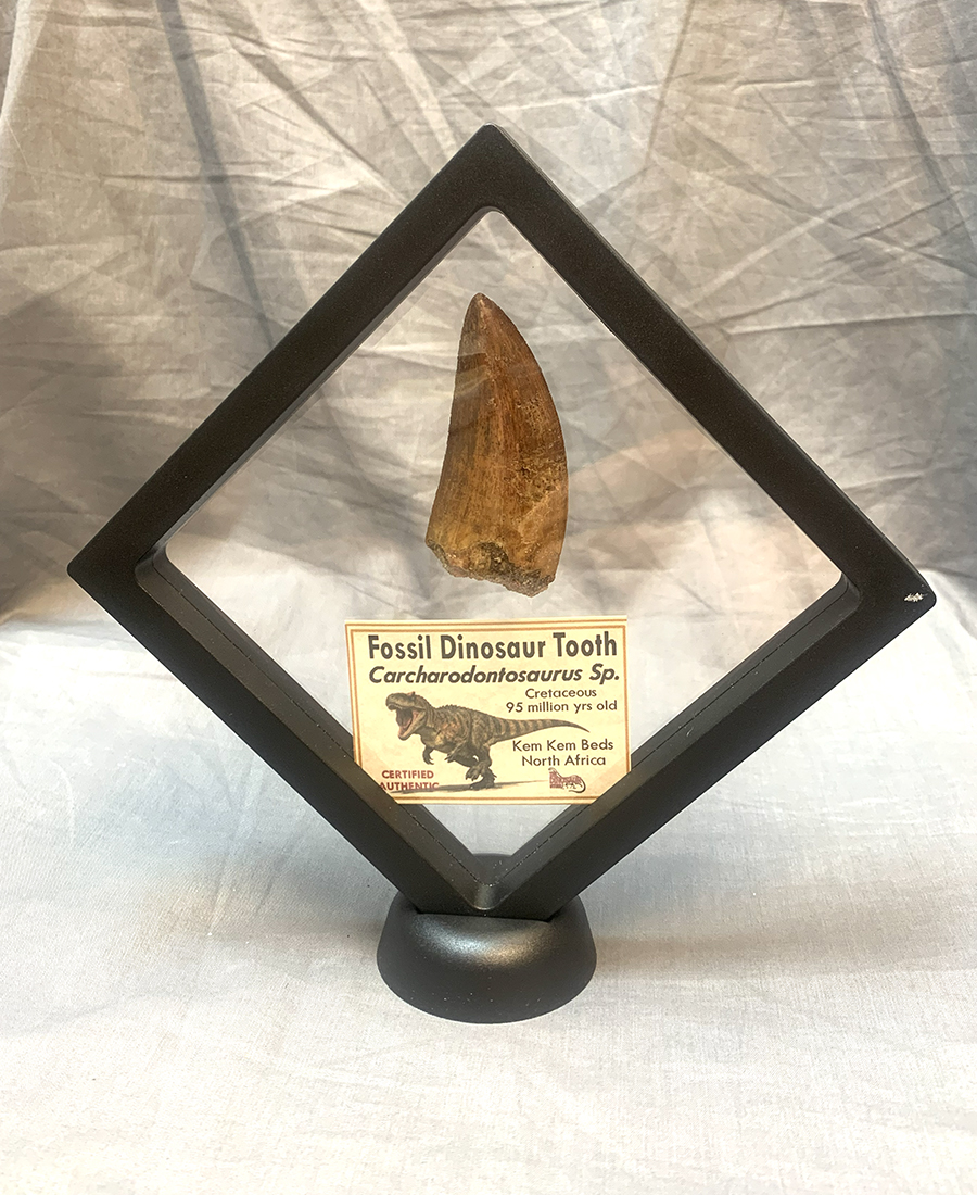 Authentic Carcharodontosaurus Tooth #49