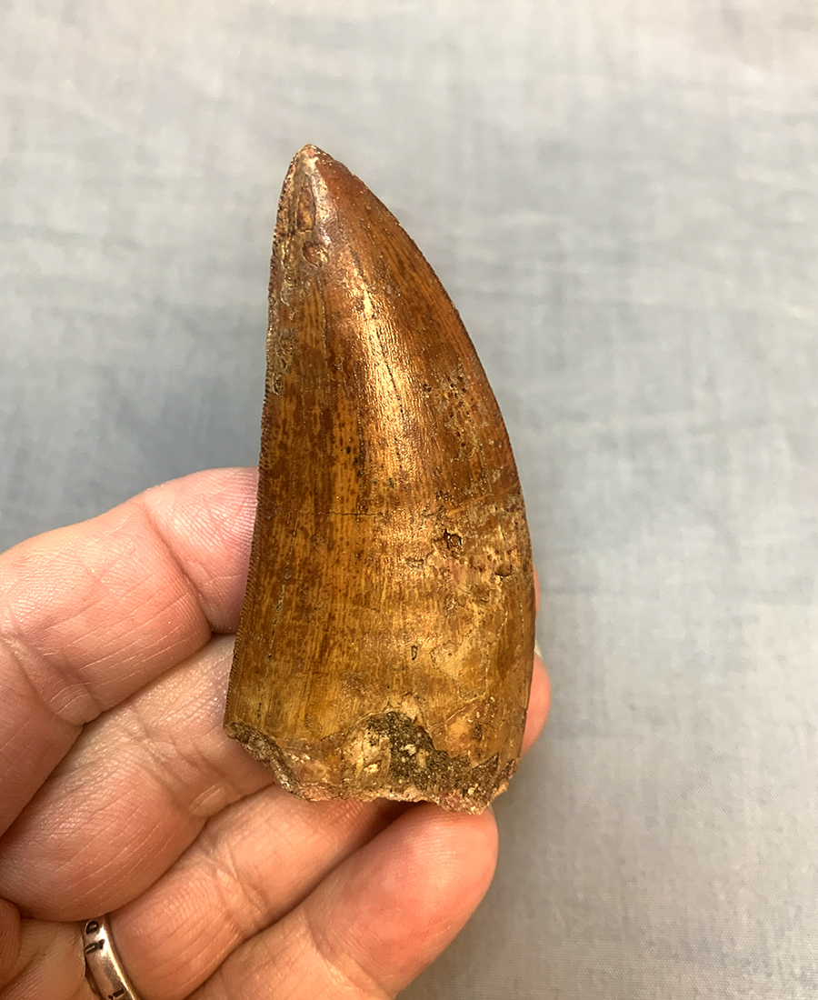 Authentic Carcharodontosaurus Tooth #49 Image 5