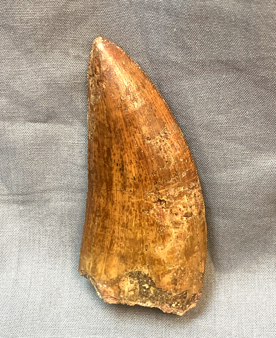 Authentic Carcharodontosaurus Tooth #49 Image 4