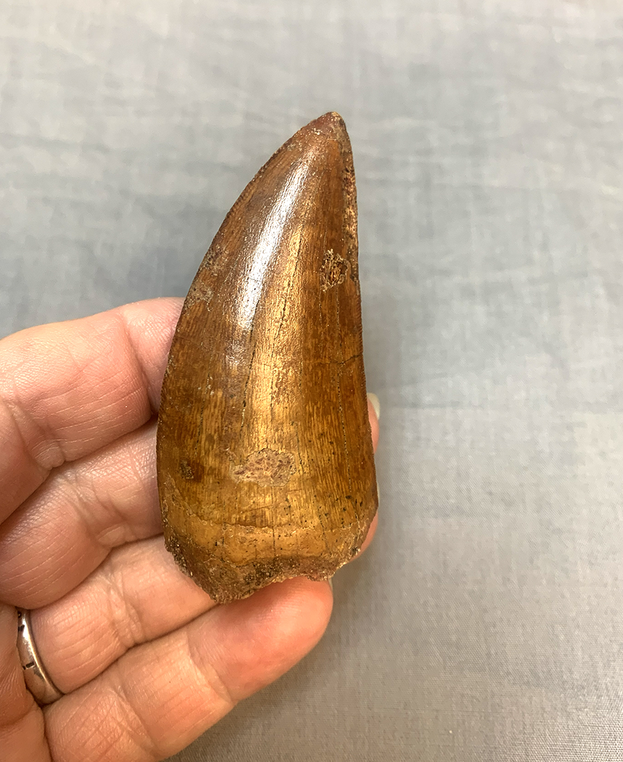 Authentic Carcharodontosaurus Tooth #49 Image 3