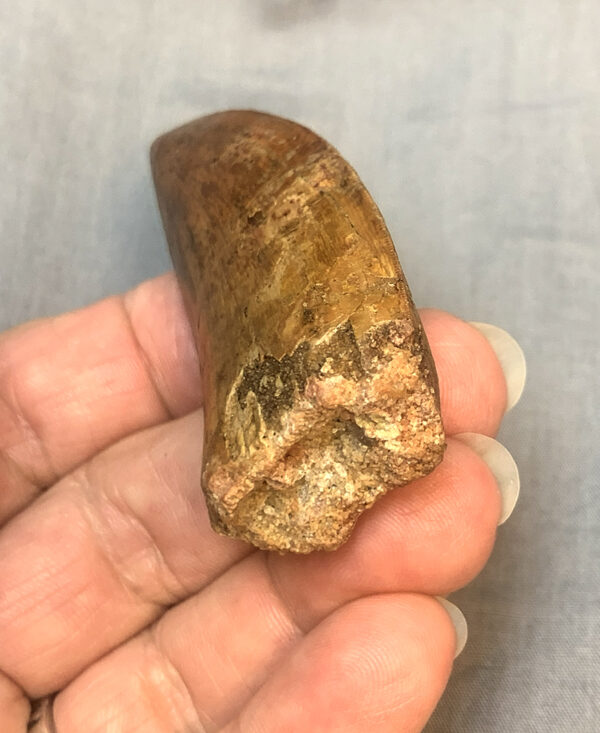 Carcharodontosaurus Tooth49 RootEnd 600x733