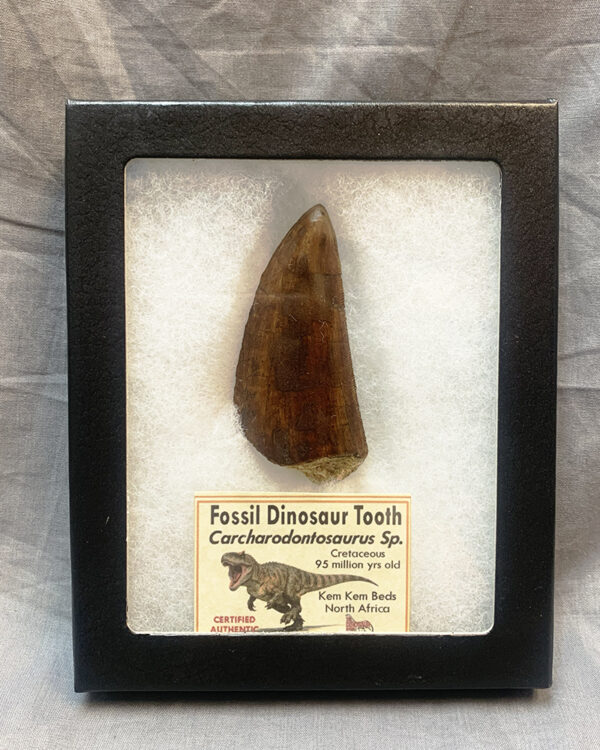 CarcharodontosaurusTooth