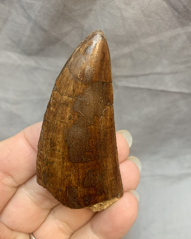 Authentic Carcharodontosaurus Tooth #50 Image 5