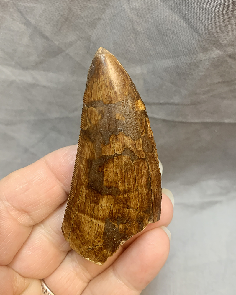 Authentic Carcharodontosaurus Tooth #50 Image 4