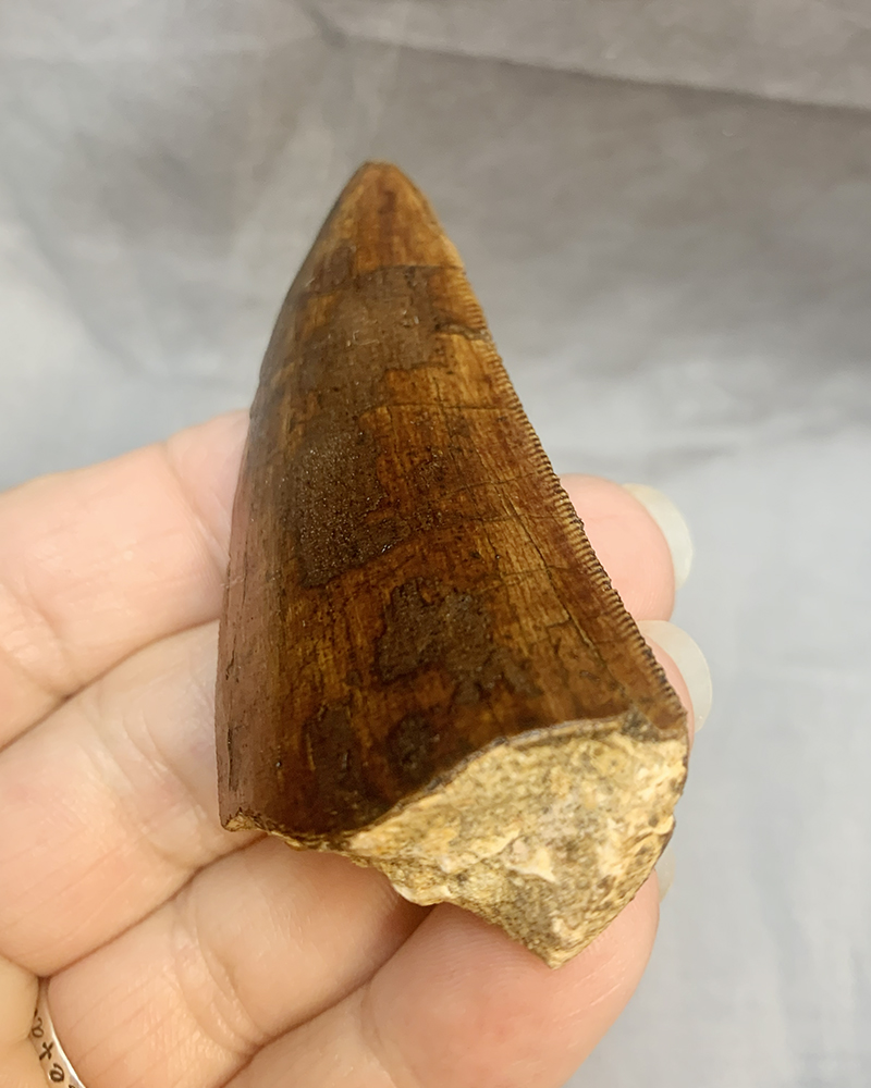Authentic Carcharodontosaurus Tooth #50 Image 3