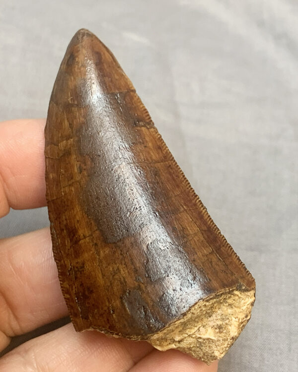 Carcharodontosaurus Tooth50 serations 600x750