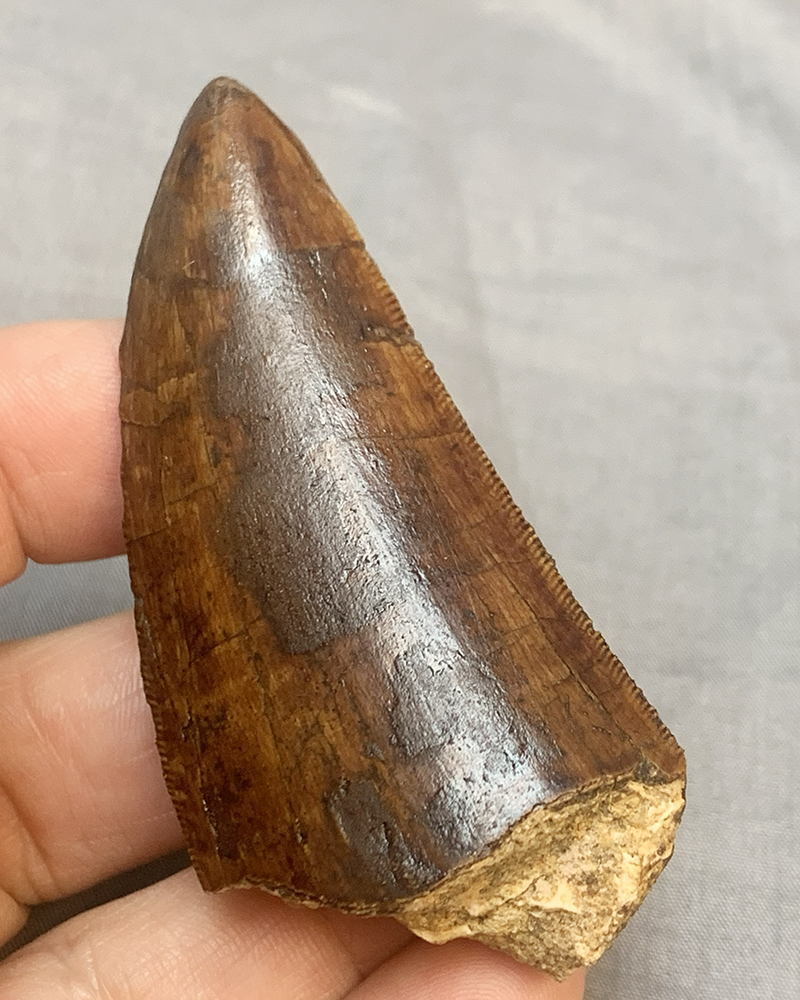 Authentic Carcharodontosaurus Tooth #50 Image 2