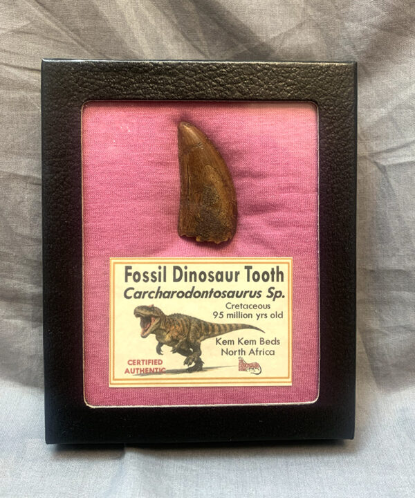 Authentic Carcharodontosaurus Tooth #51