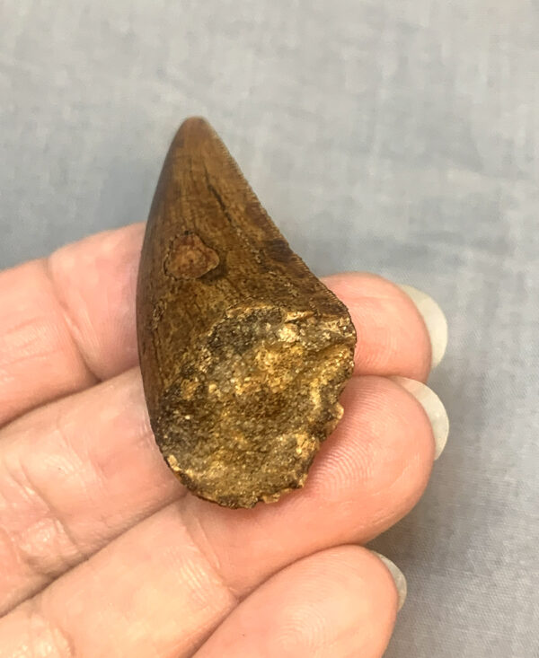 Carcharodontosaurus Tooth51 RootEnd 600x733