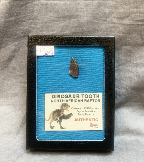 Authentic Raptor Tooth #234