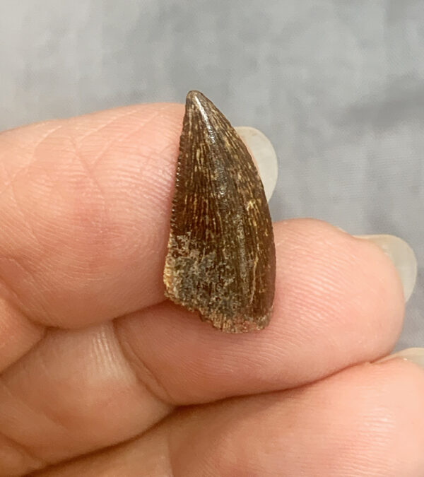Raptor Tooth234 front 600x675