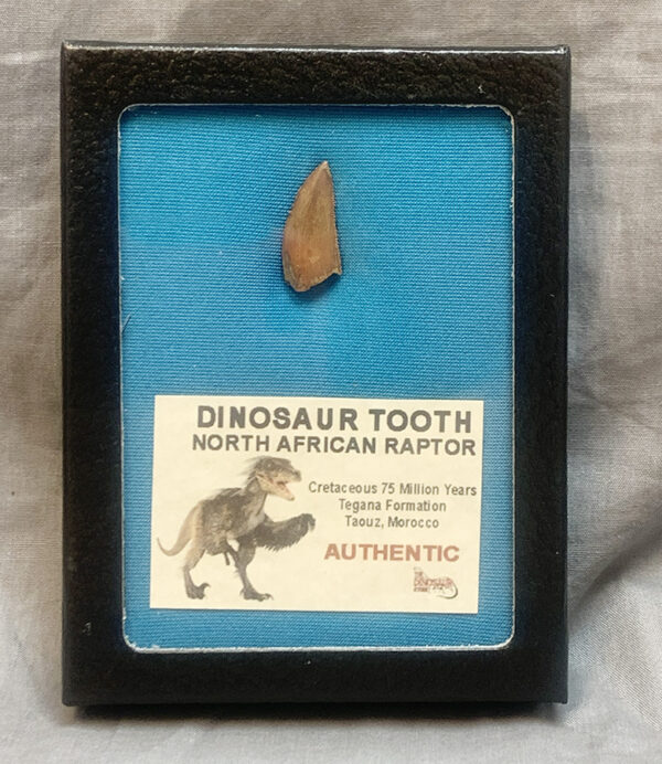 Authentic Raptor Tooth #235