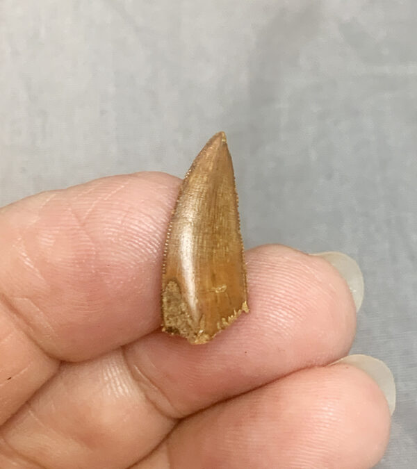 Raptor Tooth235 front 600x675